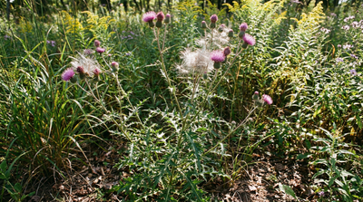 Tall Thistle