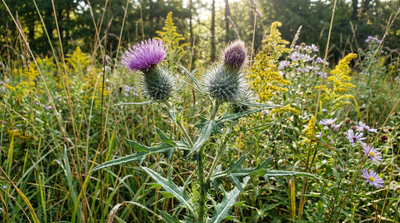 Field thistle