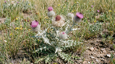 Flodman's thistle