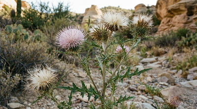 New Mexico Thistle