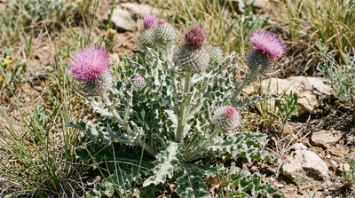 Wavyleaf thistle
