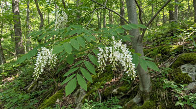 Yellowwood