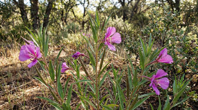 Elegant clarkia