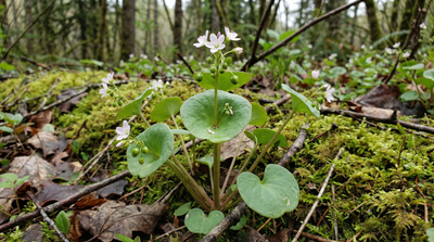 Miner's lettuce
