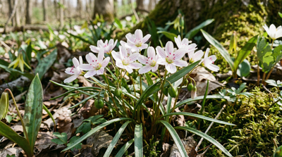 Spring Beauty