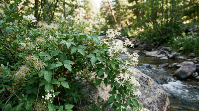 Western white clematis