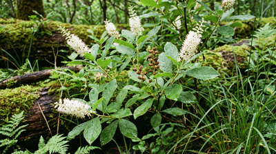Sweet Pepperbush