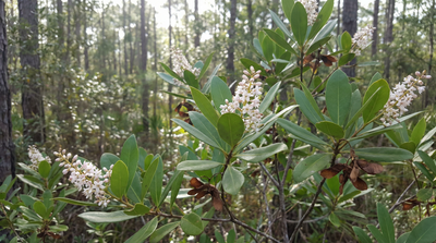 Buckwheat tree