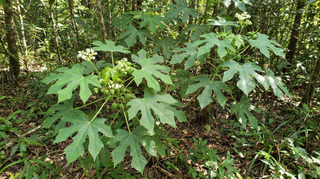 Chaya