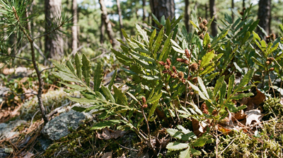 sweet-fern