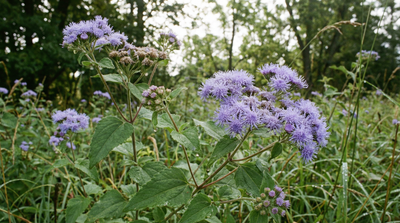 Blue Mistflower