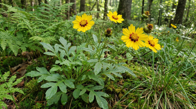 Eared Coreopsis