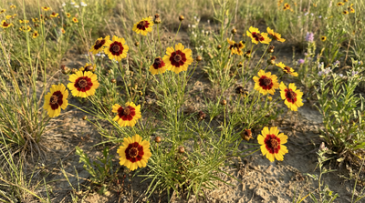 Plains Coreopsis