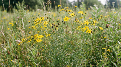 Threadleaf Coreopsis