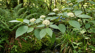 Silky Dogwood