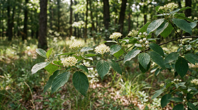 Roughleaf Dogwood