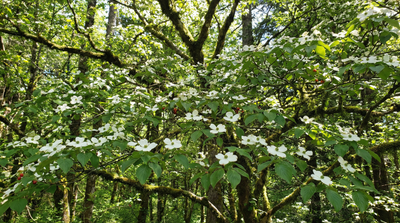 Flowering Dogwood