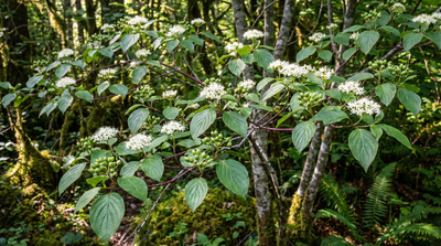 Gray Dogwood
