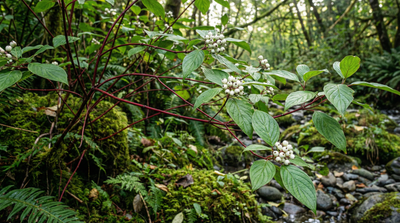 Red-osier Dogwood