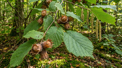 Hazelnut