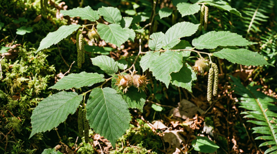 Beaked Hazelnut