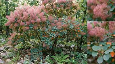 American Smoketree