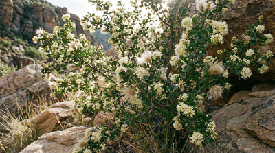 Cliffrose