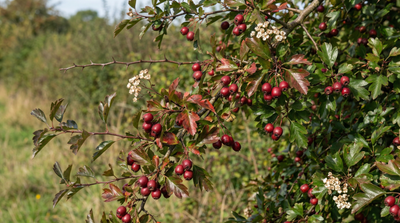 Cockspur Hawthorn