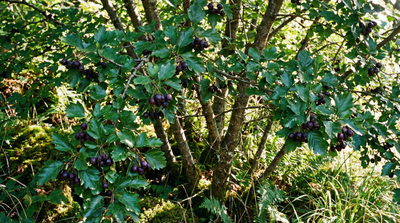 Hawthorn, River