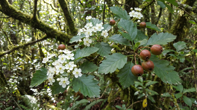 Mayhaw