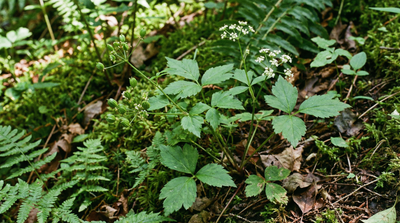 Honewort