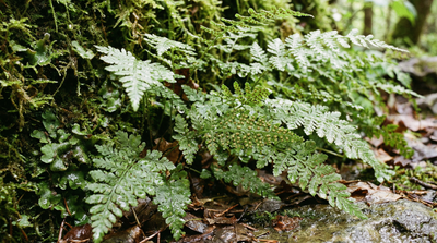Brittle Bladderfern