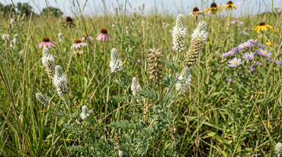 White prairie clover