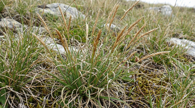 Poverty Oatgrass