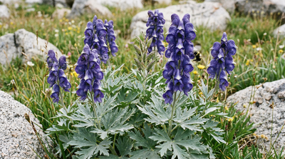 Delphinium