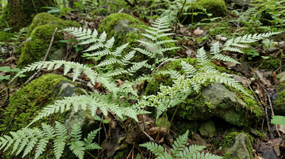 Hay-scented Fern