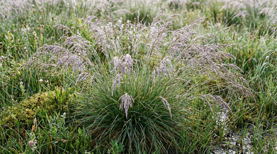 Hairgrass, Tufted