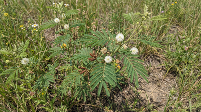 Illinois bundleflower
