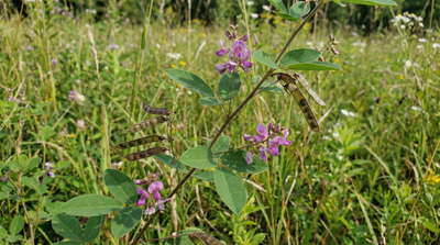 Showy Tick-trefoil