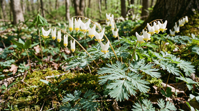 Dutchman's Breeches