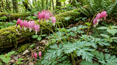 fringed bleeding-heart