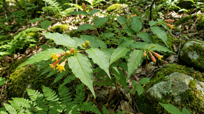 Northern Bush Honeysuckle