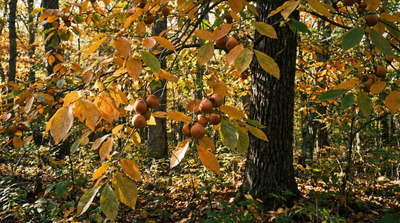 Persimmon