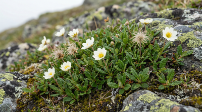 Eight-petal Mountain-Avens