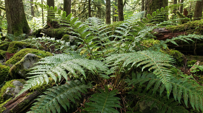 Spreading Woodfern