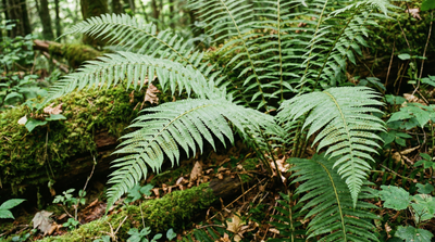 Male Fern
