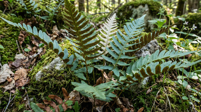Marginal Wood Fern