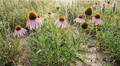 Narrowleaf coneflower