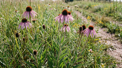 Pale Purple Coneflower
