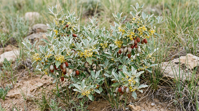 Silverberry